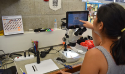 Imagen de conservadora revisando insectos bajo el microscopio