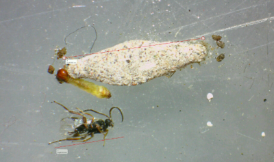Larva de polilla de estuche casera y avispa parasitoide adulta