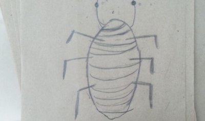 Dibujo de insecto por alumnos de primaria