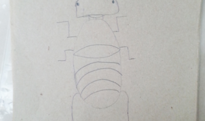 Dibujo de insecto por alumnos de primaria